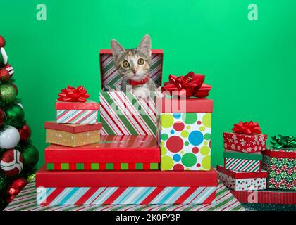 Calico Tabby mix gattino con collo rosso che sbirciano fuori dalla scatola di Natale su un mucchio di regali, palla albero coperto sul lato. Guardando direttamente lo spettatore. Gr Foto Stock