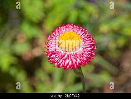 Primo piano su una rosa magenta e giallo Cina Aster fiore fioritura. Foto Stock