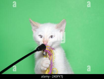 Primo piano di un gattino bianco con occhio a croce che afferra un giocattolo indossato con una zampa. Sfondo verde. Foto Stock