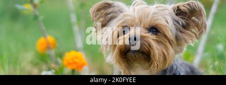 Yorkshire Terrier cucciolo seduto sul prato vicino ai fiori. Divertente piccolo cucciolo di York sulla fotografia dell'ora d'oro. Foto Stock