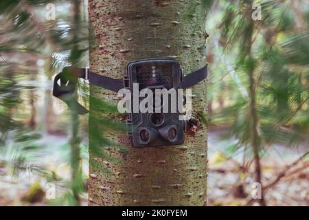 Fotocamera nascosta nella foresta che si accende quando gli animali selvatici si muovono Foto Stock