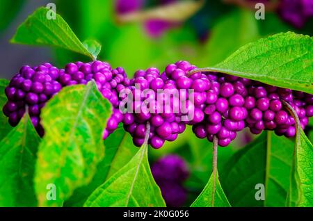 Il beautyberry americano (Callicarpa americana), noto anche come gelso francese, è stato raffigurato caricato con bacche, 8 settembre 2022, a Daphne, Alabama. Foto Stock