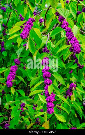 Il beautyberry americano (Callicarpa americana), noto anche come gelso francese, è stato raffigurato caricato con bacche, 8 settembre 2022, a Daphne, Alabama. Foto Stock