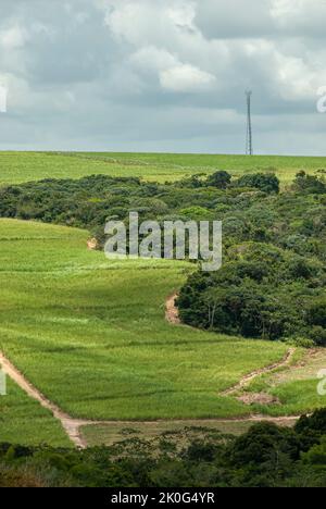 Agricoltura e ambiente. La coltivazione della canna da zucchero avanza sui resti della foresta atlantica a Goiana, Pernambuco, Brasile, 13 ottobre 2007. Foto Stock