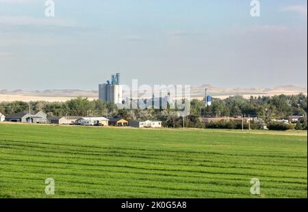 Scena cittadina con un campo di fieno di erba medica fresco tagliato verde vicino alla città di Beach, ND nella parte occidentale, North Dakota Foto Stock