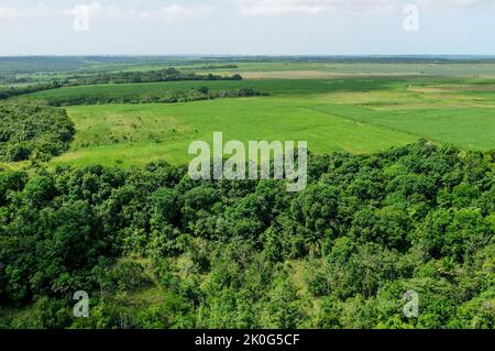 Agricoltura e ambiente. Coltivazione di canna da zucchero che avanza sui resti della foresta atlantica vicino a Joao Pessoa, Paraiba, Brasile, 2 luglio 2008. Antenna Foto Stock