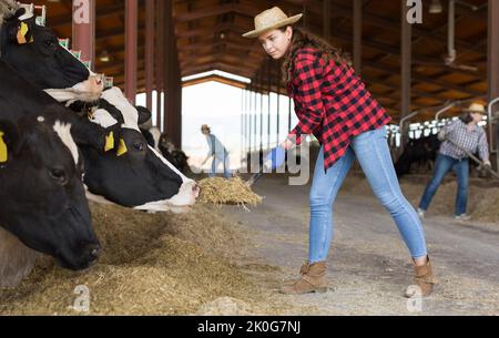 Giovane lavoratrice femminile che organizza il fieno per nutrire le mucche Foto Stock