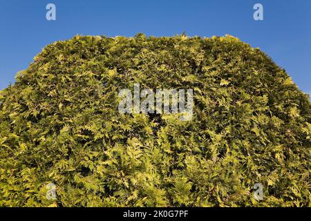 Thuja occidentalis rifinito - siepe di cedro contro un cielo azzurro chiaro in primavera. Foto Stock