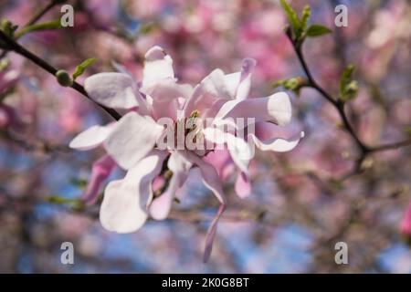 Magnolia x loebneri fiore "Leonard Messel" in primavera. Foto Stock