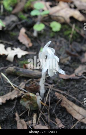 Ghost Pipe wildflower, una pianta senza clorofilla, a Camp Ground Road Woods a Des Plaines Foto Stock