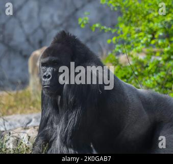 Un gorilla isolato e solitario in giardino zoologico Foto Stock