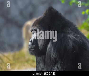 Un gorilla isolato e solitario in giardino zoologico Foto Stock