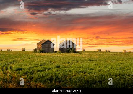 Un paio di vecchi fienili su un campo di grano con balle di fieno rotonde all'alba sulle praterie canadesi in Rocky View County Alberta Foto Stock