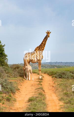 Giraffa madre selvaggia e neonato in Sudafrica Foto Stock