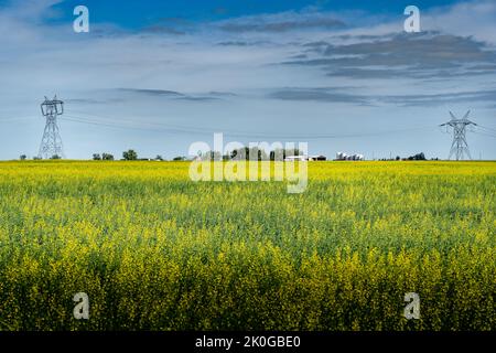 Piloni elettrici che detengono linee elettriche sopra una fattoria di campagna lungo un fiorente campo di colza gialla nella contea di Rocky View, Alberta Canada. Foto Stock