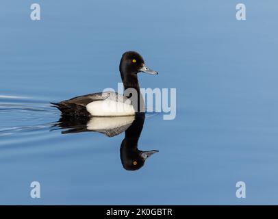 Maschio minore Scaup in Alaska Foto Stock