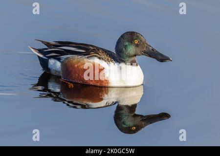 Northern Mestolone Drake in Alaska Foto Stock