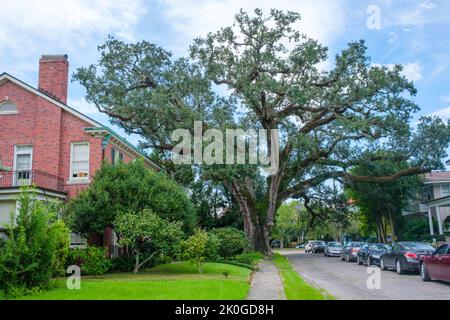 NEW ORLEANS, LA, USA - 7 SETTEMBRE 2022: Paesaggio urbano caratterizzato da un grande albero di quercia vivo esteso centrato tra case e auto parcheggiate a Dunleith Court Foto Stock