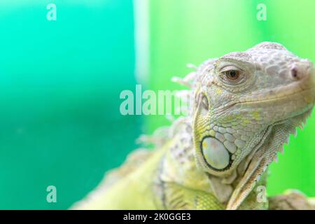 Zoo natura sfondo animale lucertola fauna rettile drago fauna, concept gecko per la pelle e predatore salamandra, skink Park. Giallo per esterni Foto Stock