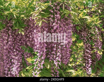 Primo piano fiorente glicine vividi fiori rosa su foglie naturali sfocate e sfondo blu del cielo. DOF poco profondo. Messa a fuoco selettiva. Spazio di copia. Foto Stock