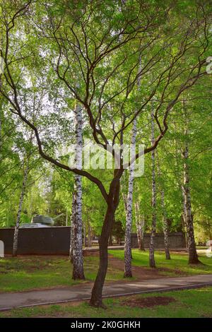 Parco cittadino in primavera. Un albero con rami storti tra le foche nel Parco della Gloria. Novosibirsk, Siberia, Russia, 2022 Foto Stock