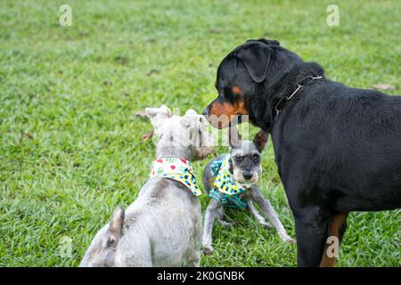 Cani di razza diversa che giocano e socializzano. All'aperto sul campo. Foto Stock