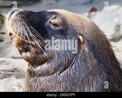 Un primo piano di un sensazionale leone marino australiano maschile di bellezza maestosa. Foto Stock