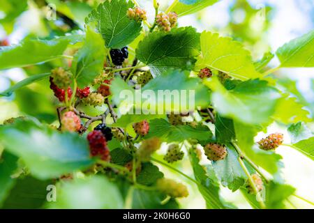 Un primo piano di mirtilli (Morus) che crescono sull'albero Foto Stock