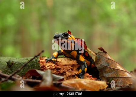 Un salamandro di fuoco (Salamandra salamandra) siede su legno marcio sotto il fogliame Foto Stock