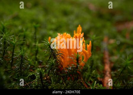Stagshorn giallo (Calocera viscosa) nel muschio del pavimento della foresta Foto Stock