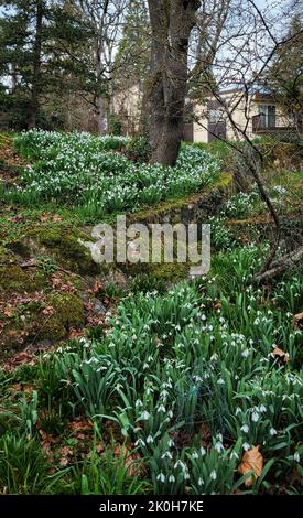 Le bianche nevicate nel giardino Foto Stock