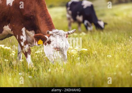 Mucche da latte pascolo in una fredda mattina d'autunno su un prato di collina Foto Stock