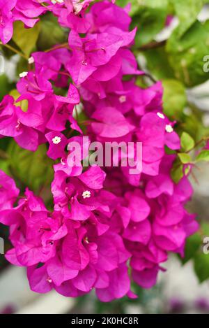 Fioritura rosa Bougainvillea a Nha Trang Vietnam Foto Stock