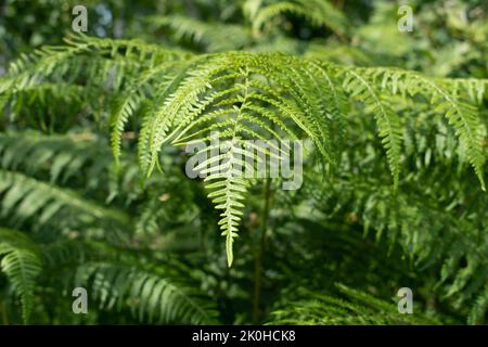 Bracken foglia di felce primo piano, vegetazione di felce in estate Foto Stock