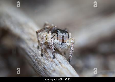 Ragno di pavone maschio (speculifer di Maratus), ragno di pavone di specchio nero. Foto Stock