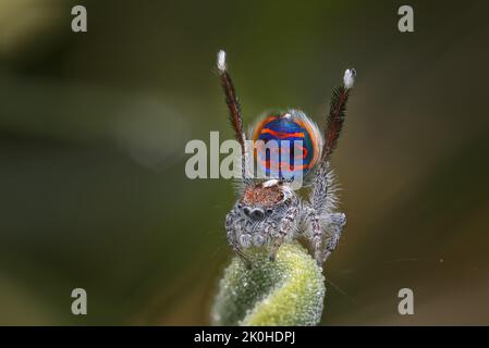 Spider Peacock maschio (Maratus speciosus) che mostra per un ragno femmina Foto Stock