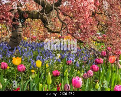 La vista della peonia cinese e dei fiori di tulipano nel prato davanti all'acero giapponese Foto Stock