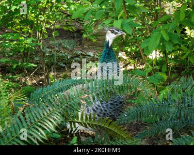 Vista ravvicinata di una testa di Peafowl che sorge dalle verdi piante frondose Foto Stock