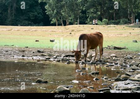 Una mucca bruna, Bos taurus, acqua potabile da uno stagno nel campo Foto Stock