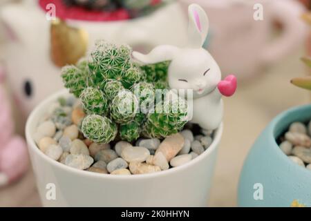 Mammillaria allungata anche conosciuta come il cactus ladyfinger in un grazioso piatto a tema di coniglio Foto Stock