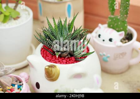 Primo piano di una simpatica pianta zebra o haworthia fasciata in un carino vaso di fiori Foto Stock