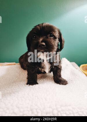 Un piccolo cucciolo nero carino Jack-A-Poo Foto Stock