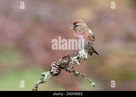 Un ritratto di un redpoll comune, Acanthis flammea, come appollaiato su un ramo coperto di lichene Foto Stock