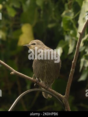 Una verticale di un giovane Starling, Sturnus vulgaris arroccato sul ramo del giardino Foto Stock