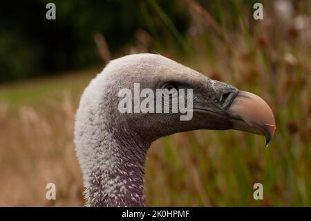 Una testa del avvoltoio griffone di Ruppell (Gyps fulvus), primo piano Foto Stock