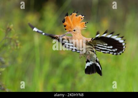 Hoopoe eurasiatica che atterra sul prato verde in estate Foto Stock