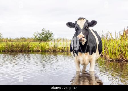 Mucca che si raffredda, andando a nuotare, facendo un bagno e stando in piedi in un torrente, guardando nosy, riflesso nell'acqua, Foto Stock