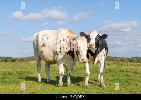 Amore mucca, amici giocosamente coccole in un pascolo sotto un cielo blu, 2 vitelli lucidare teste, diversità colori Foto Stock