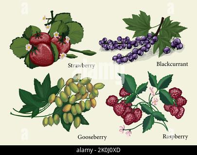 Uva spina, lampone, fragola e ribes nero. Frutti di bosco estratti a mano. Illustrazioni isolate di bacche di fattoria. Clipart. Illustrazione Vettoriale