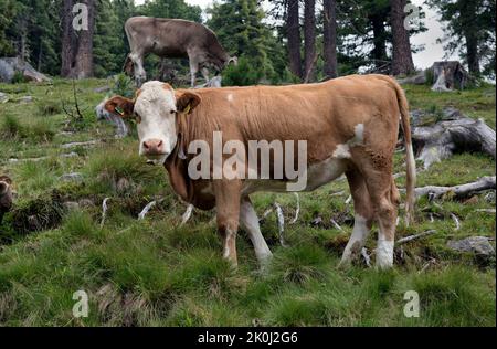 Due mucche pascolano nei numerosi pascoli di montagna lungo il sentiero, Valle di Isarco, Trentino Alto Adige, Italia, Europa Foto Stock